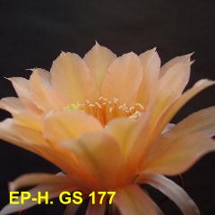 EP-H. GS 177 4.2.jpg 